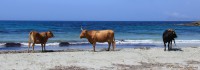 /album/foto-costa-del-sud-plaze/a0014-coste-del-sud-jpg1/